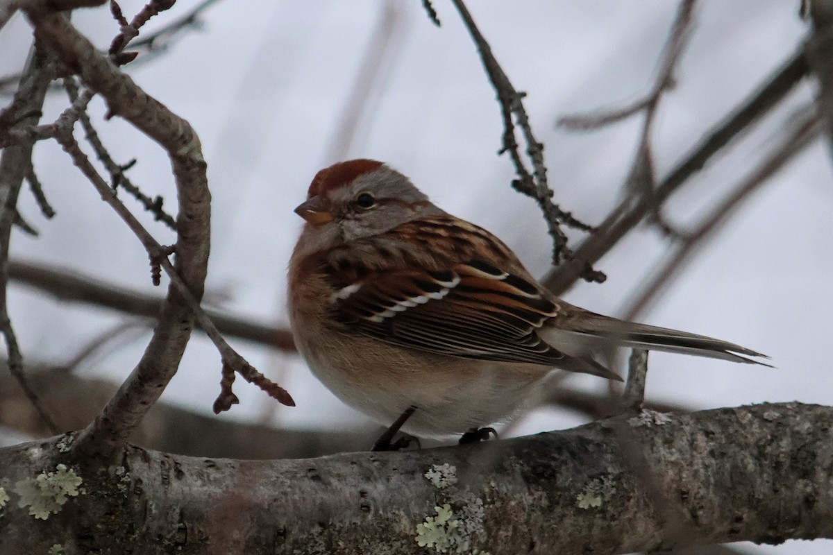 ムナフヒメドリ - ML647193766