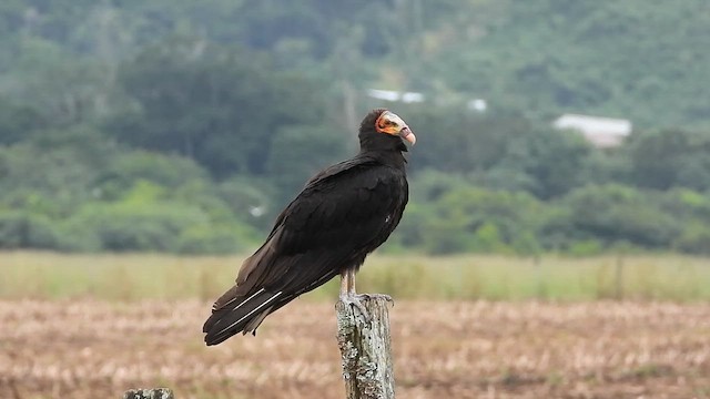 kondor menší - ML647193779