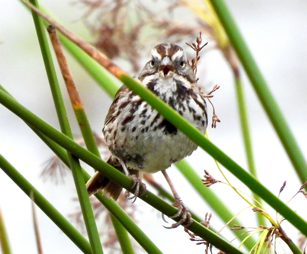 Song Sparrow - ML647193780