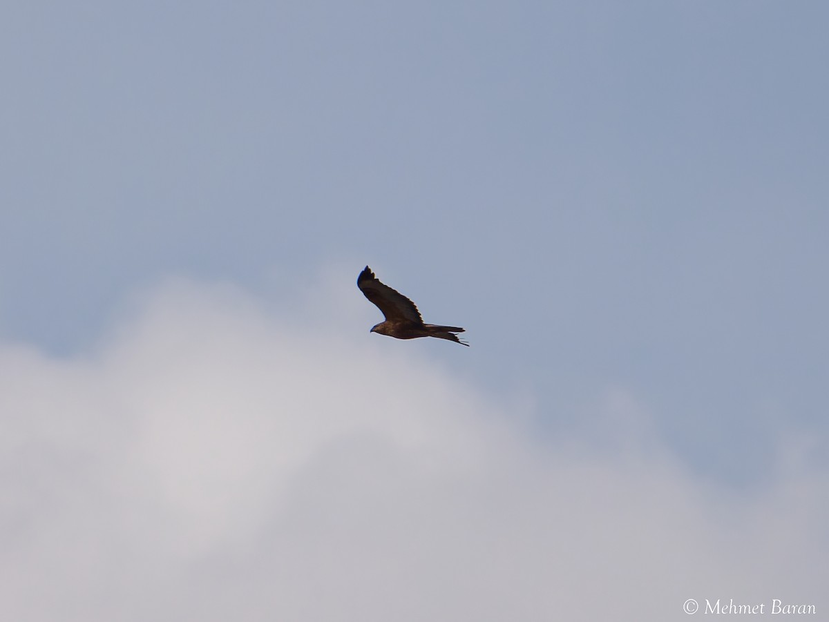 Kızıl Şahin - ML647193789