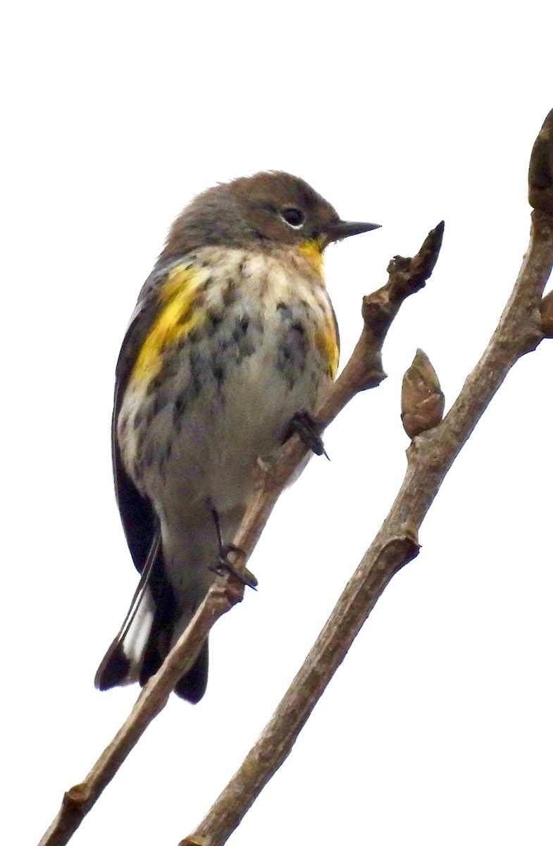 Yellow-rumped Warbler (Audubon's) - ML647193794