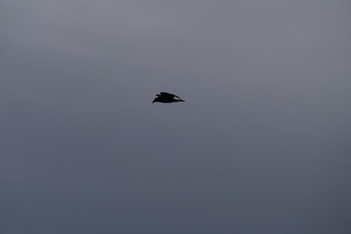 Common Raven - ML647193798