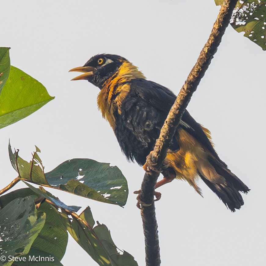 Golden Myna - ML647193802