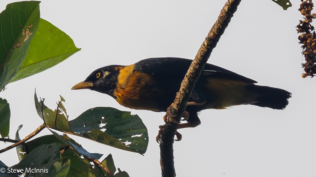 Golden Myna - ML647193803
