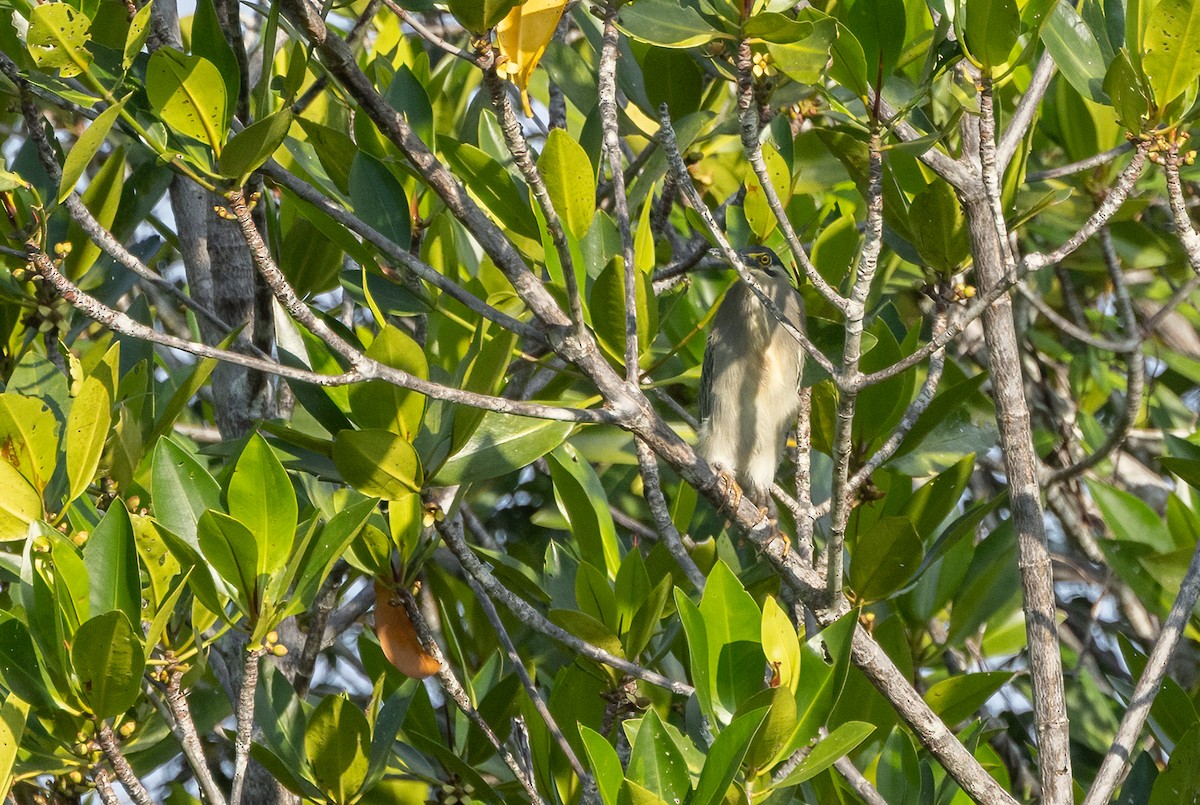 Chinese Pond-Heron - ML647193804