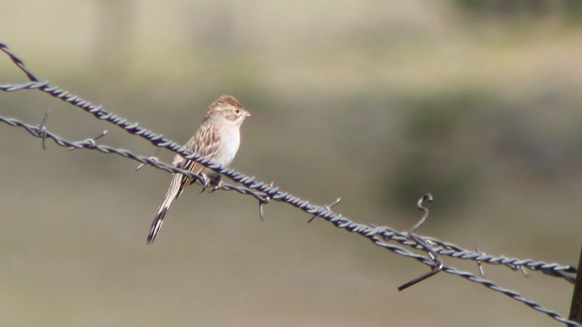 Brewer's Sparrow - ML647193807