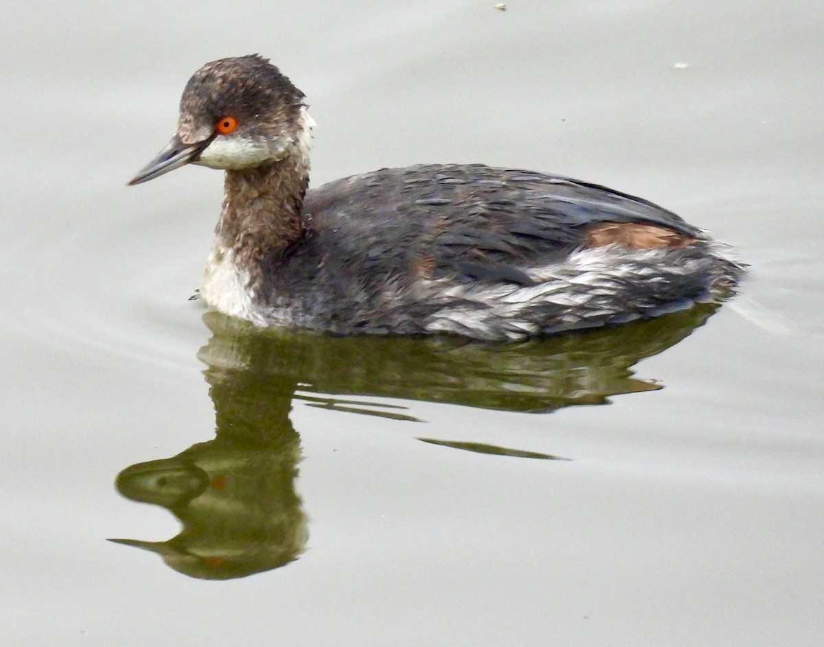 Eared Grebe - ML647193809