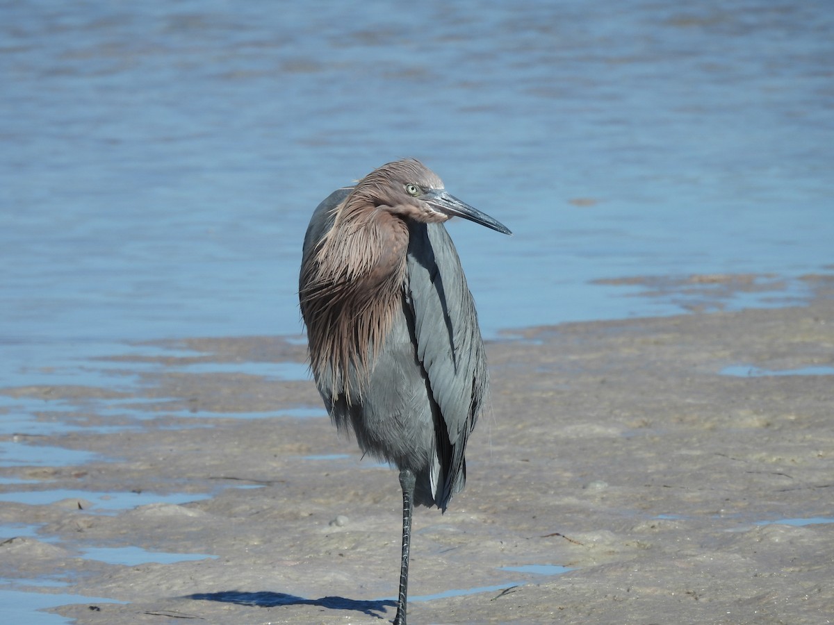 Reddish Egret - ML647193812