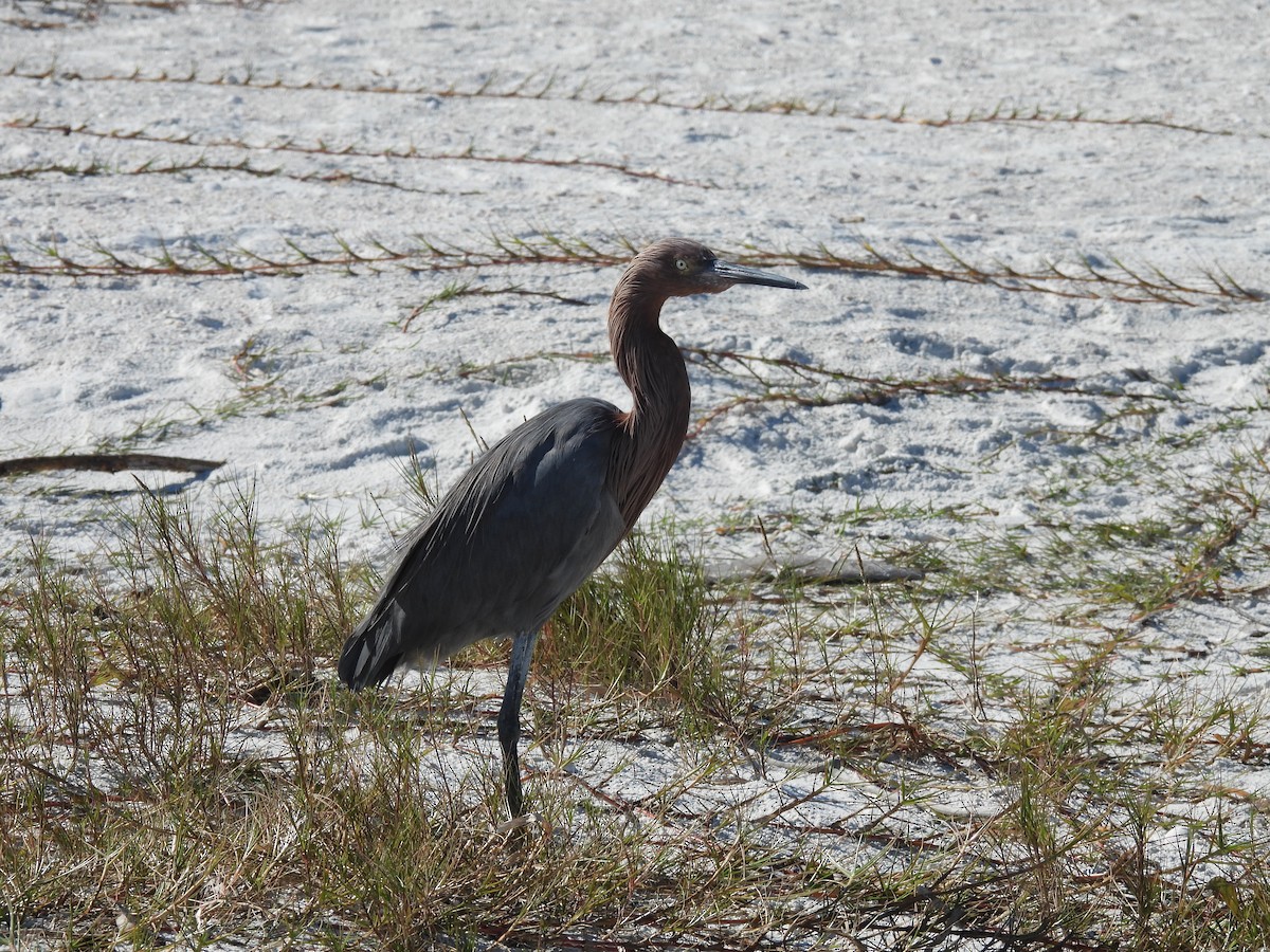 Reddish Egret - ML647193813