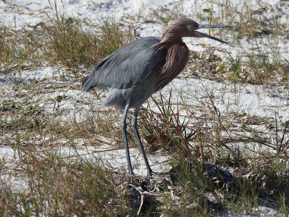 Reddish Egret - ML647193815