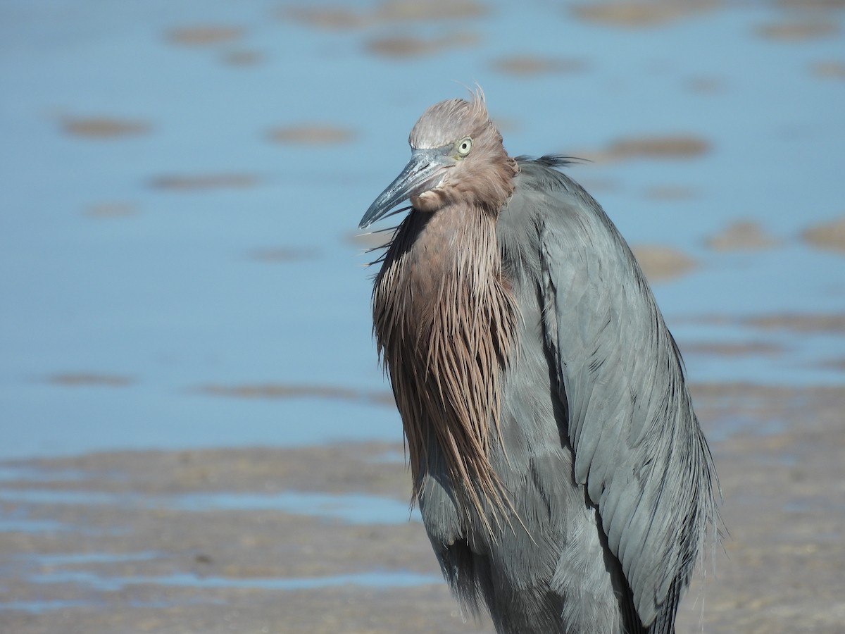 Reddish Egret - ML647193816