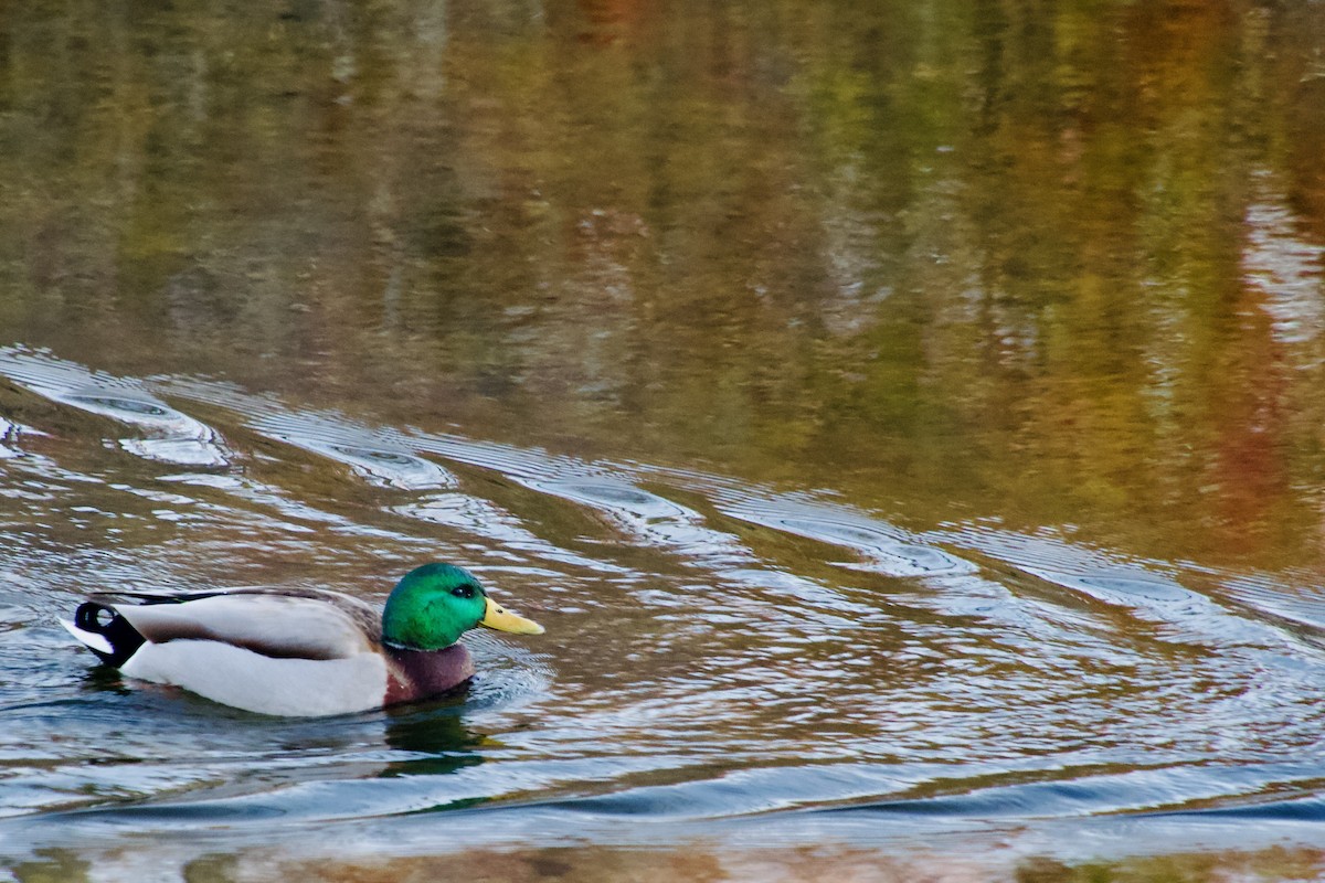 Stockente - ML647193823