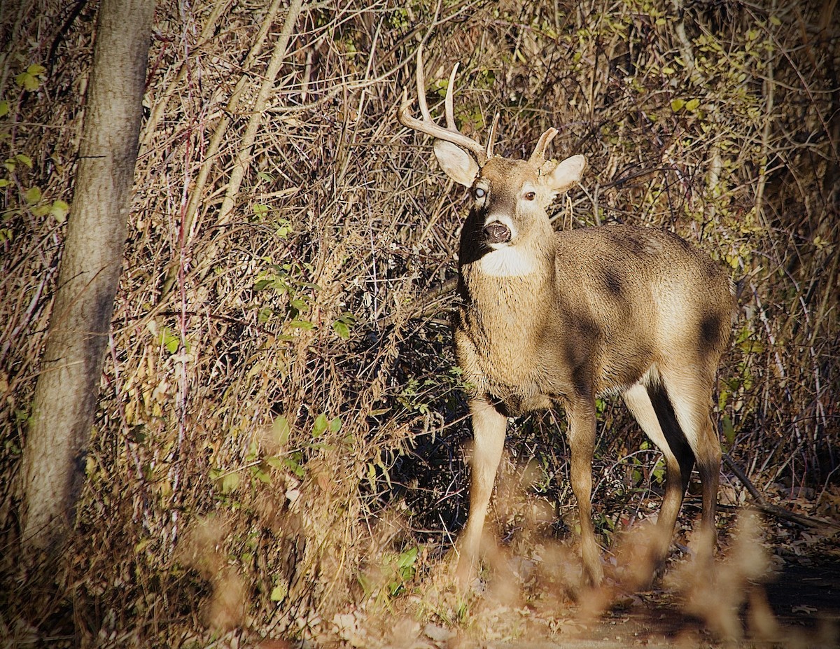 Northern White-tailed Deer - ML647193829