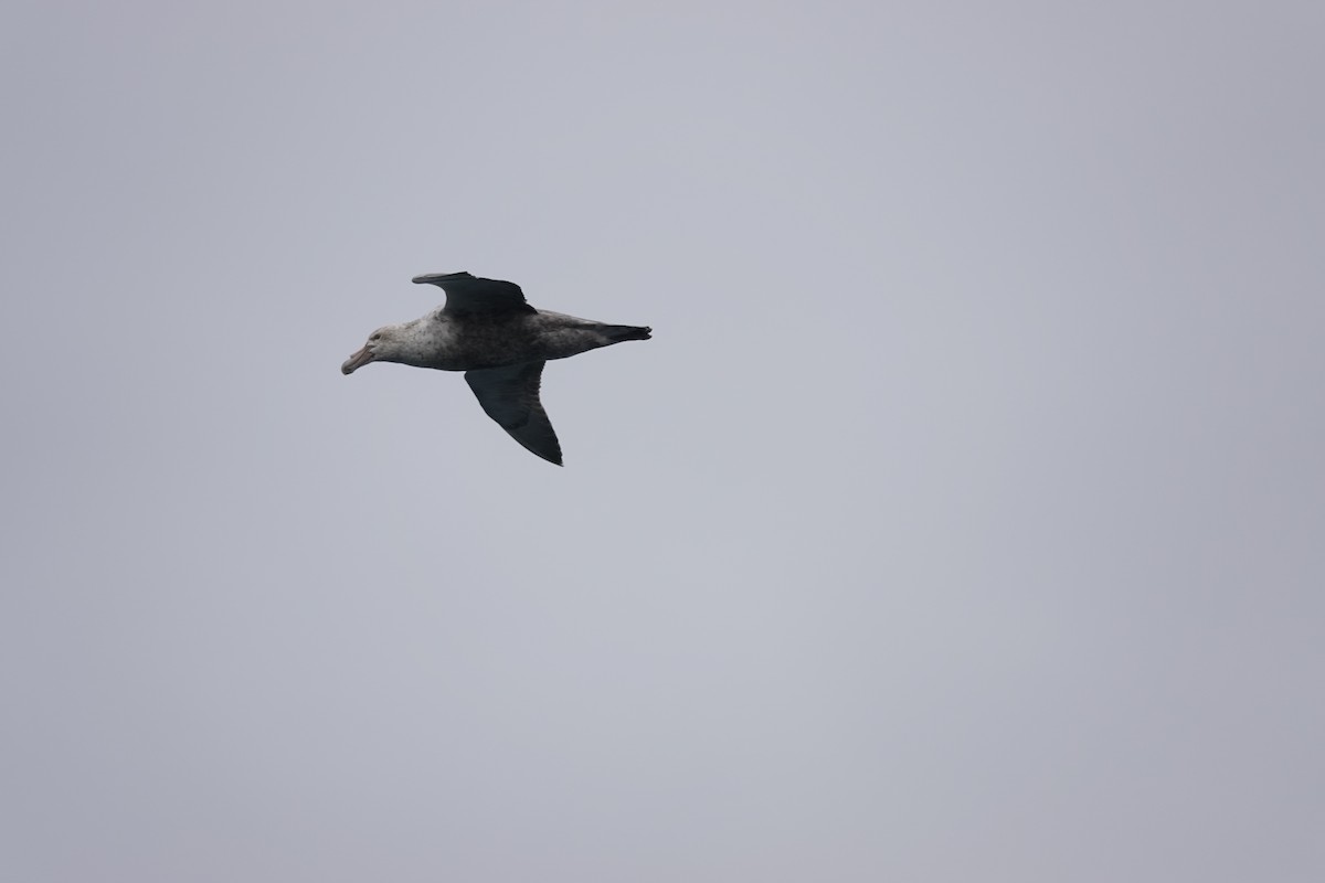 Southern Giant-Petrel - ML647193845