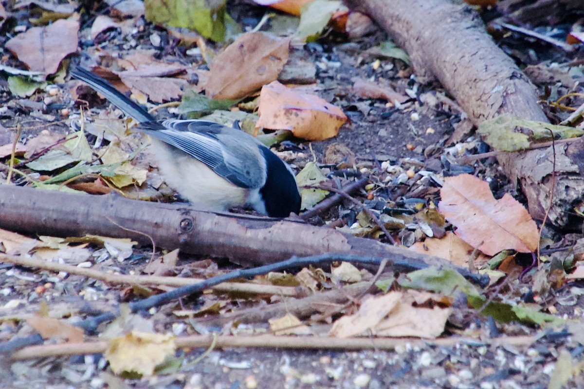 Schwarzkopfmeise - ML647193846