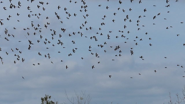 vlaštovka stromová - ML647193860