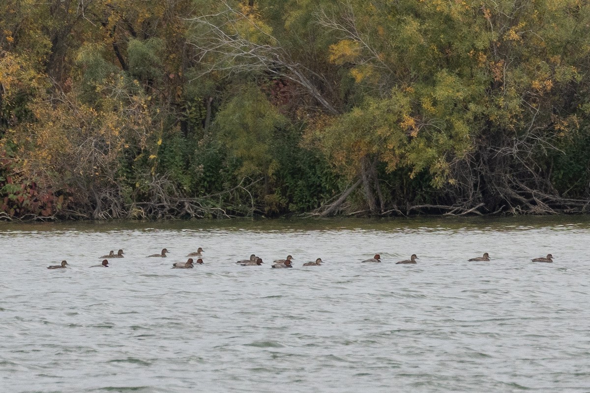 צולל אמריקני - ML647193868