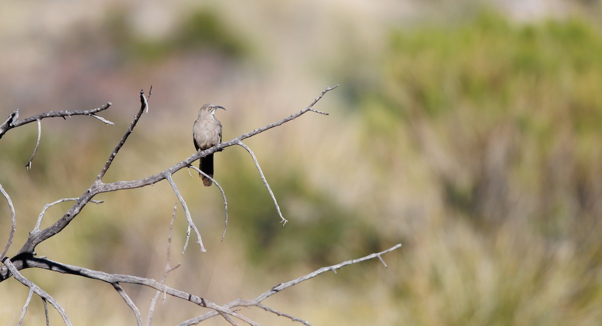 Crissal Thrasher - ML647193869