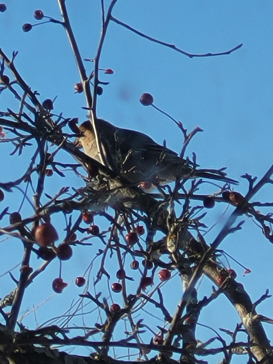 ギンザンマシコ - ML647193872