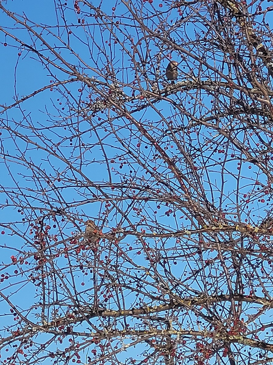 ギンザンマシコ - ML647193873