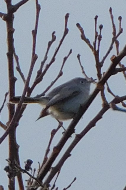 Gökrengi Bitkuşu - ML647193874