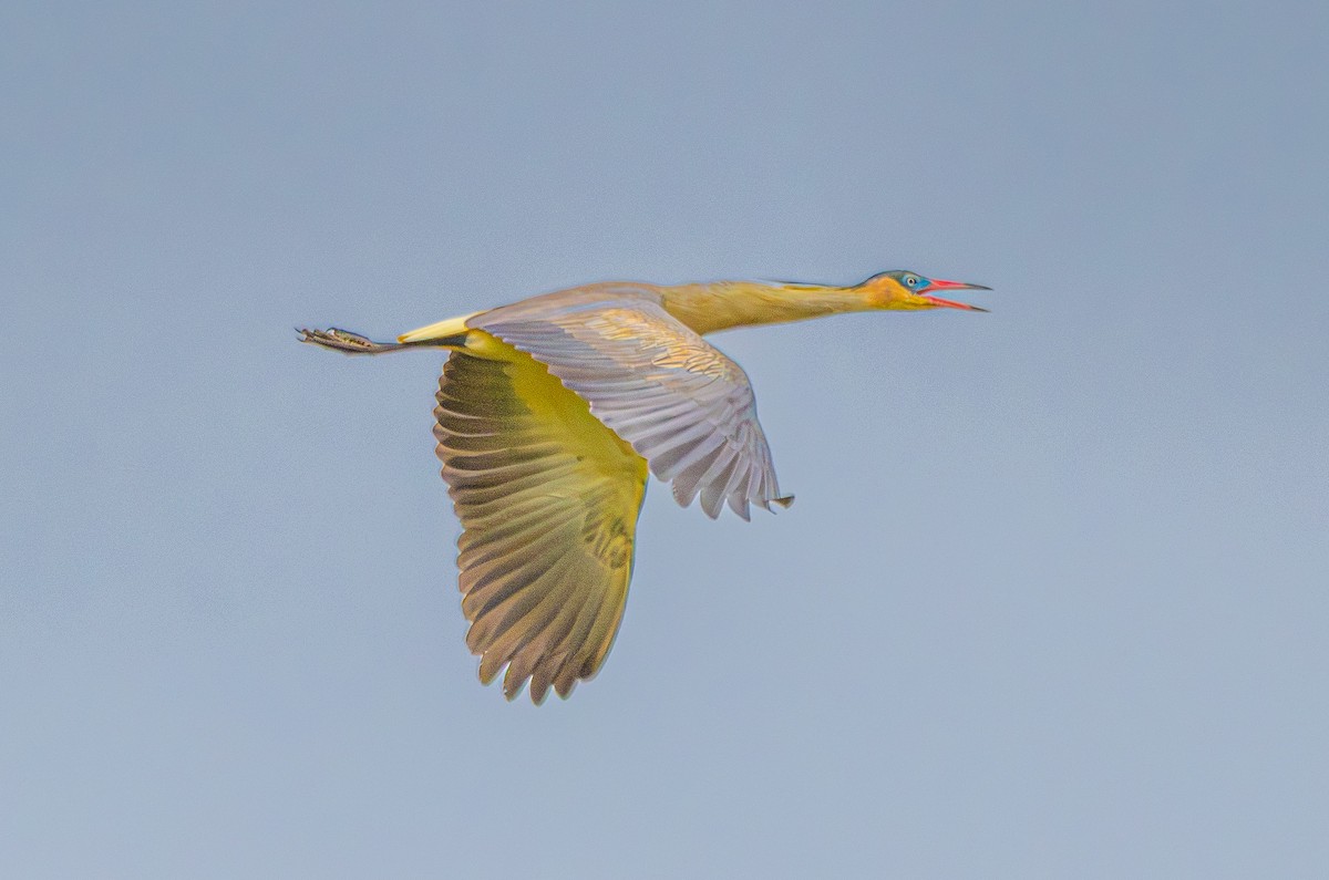 Whistling Heron - ML647193875