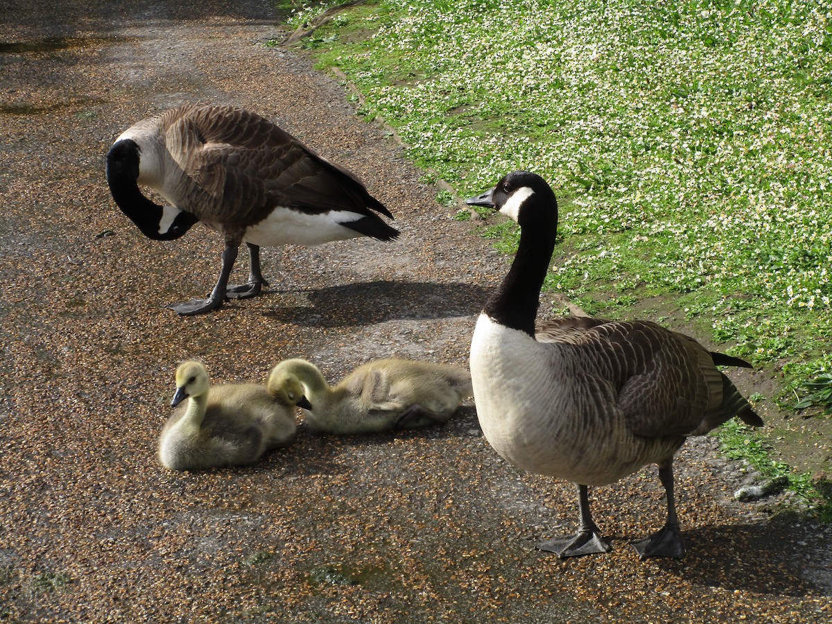 Canada Goose - ML647193878