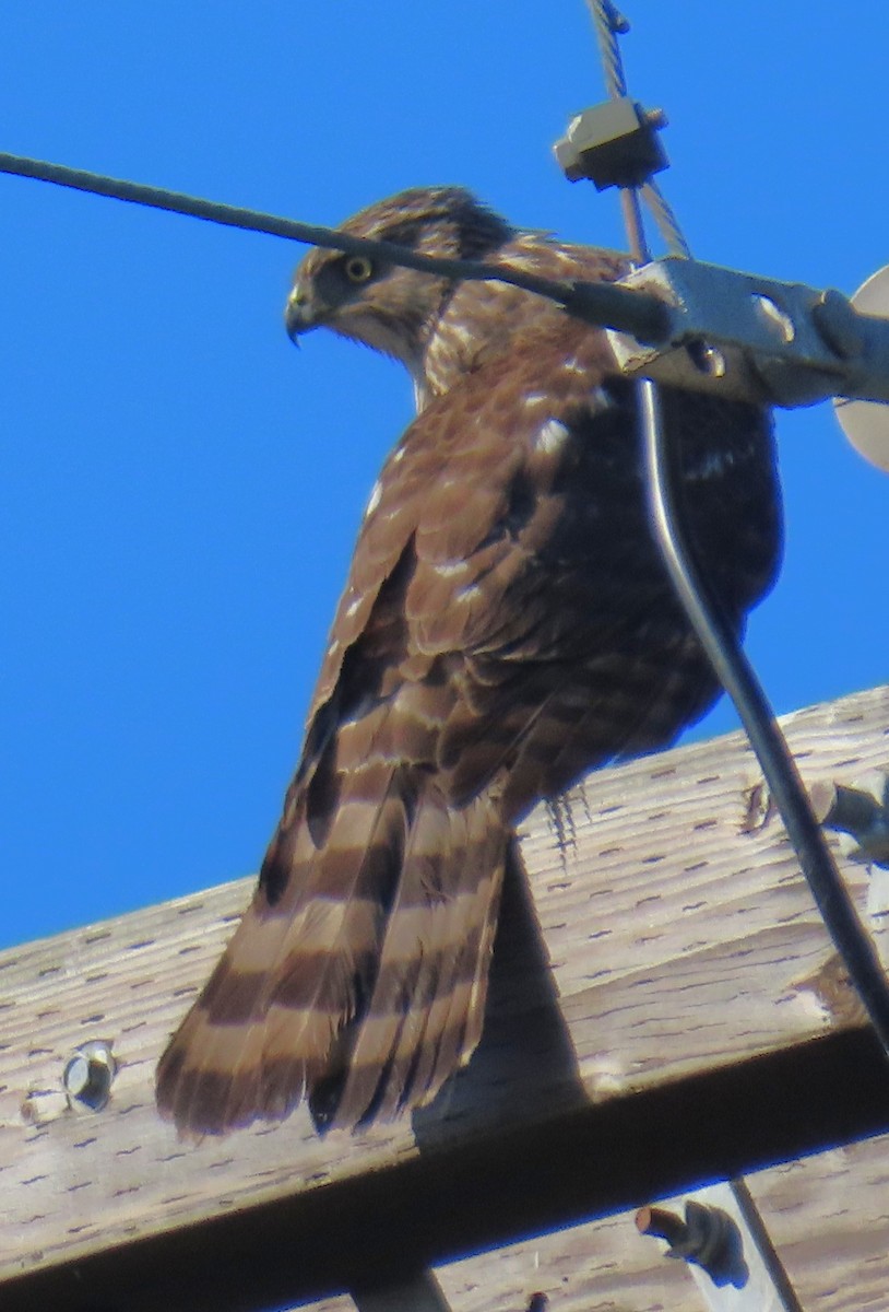 Cooper's Hawk - ML647193882