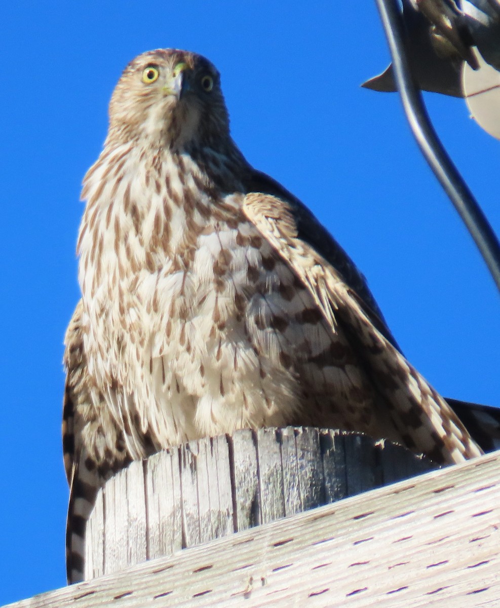 Cooper's Hawk - ML647193883