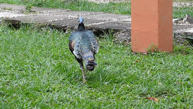 krocan paví - ML647193903