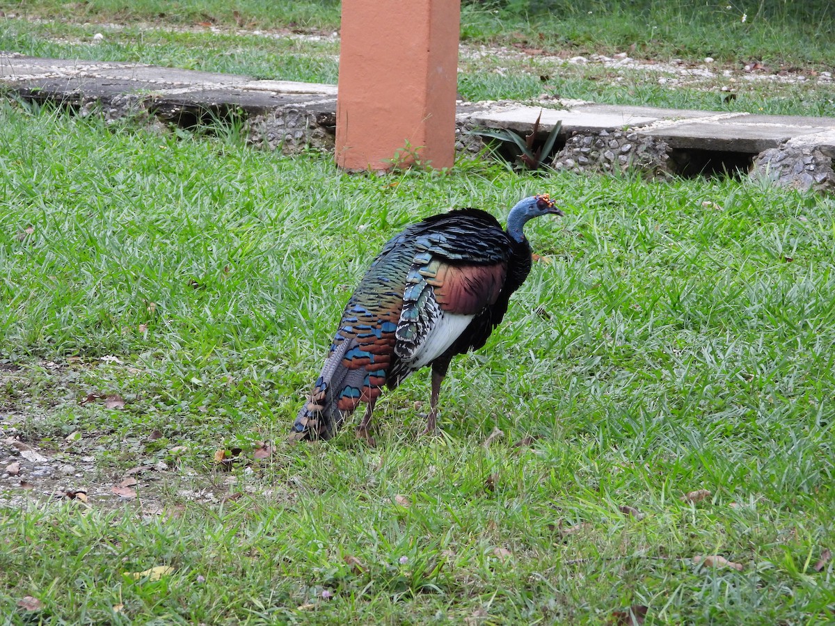 Ocellated Turkey - ML647193904