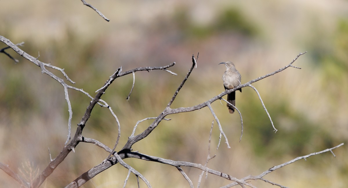 Crissal Thrasher - ML647193916