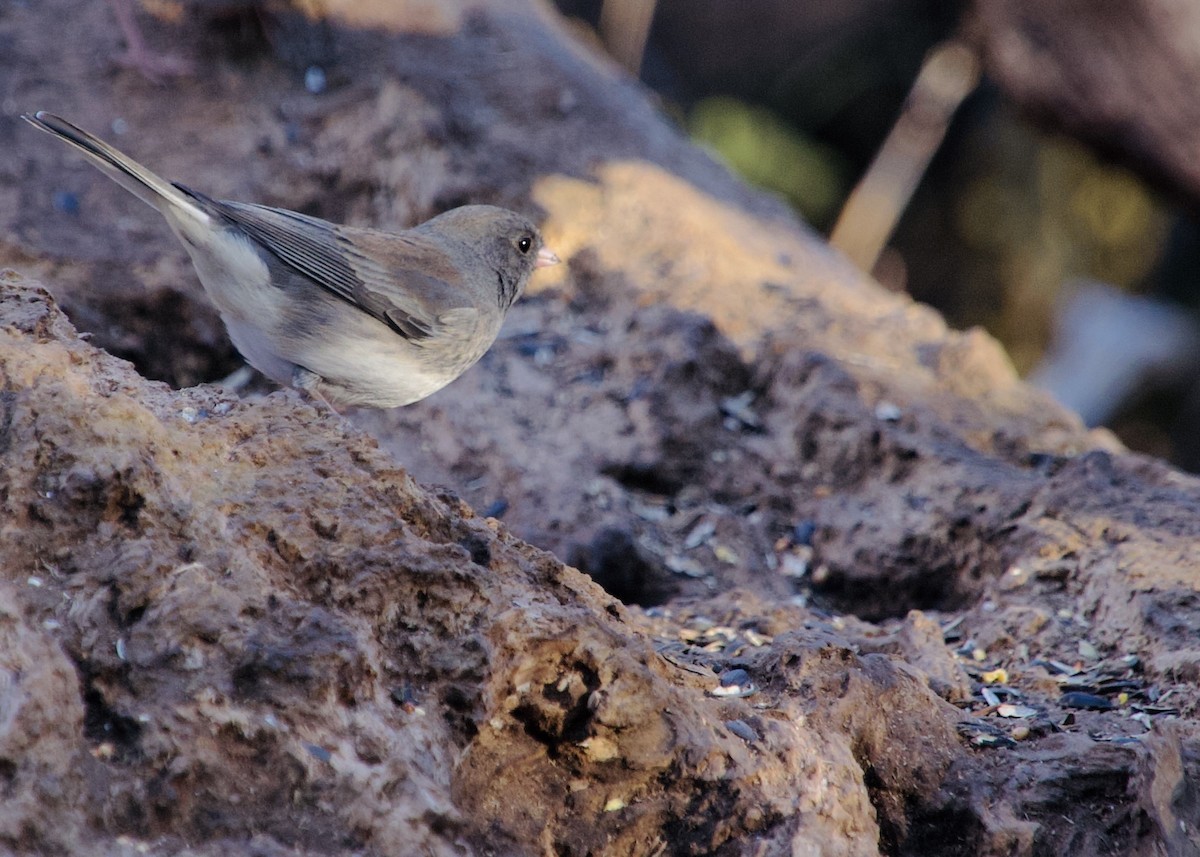 Winterammer - ML647193917