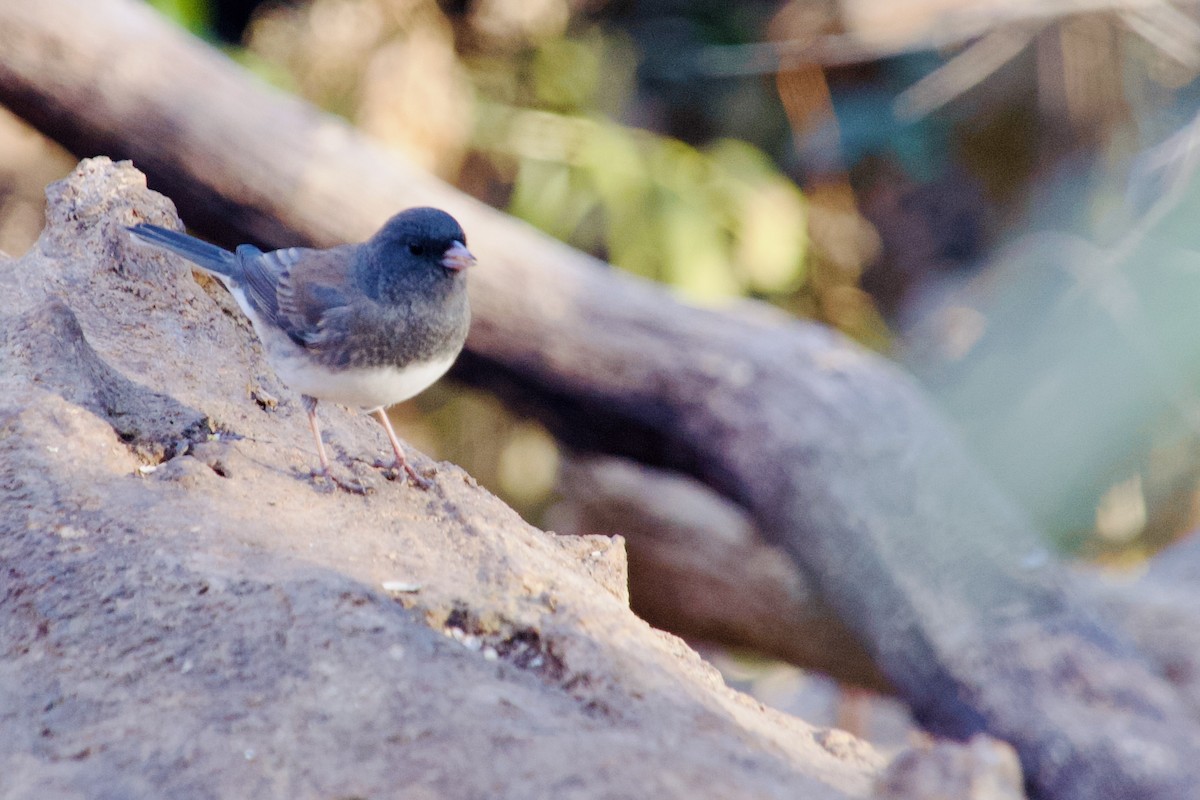 Winterammer - ML647193918