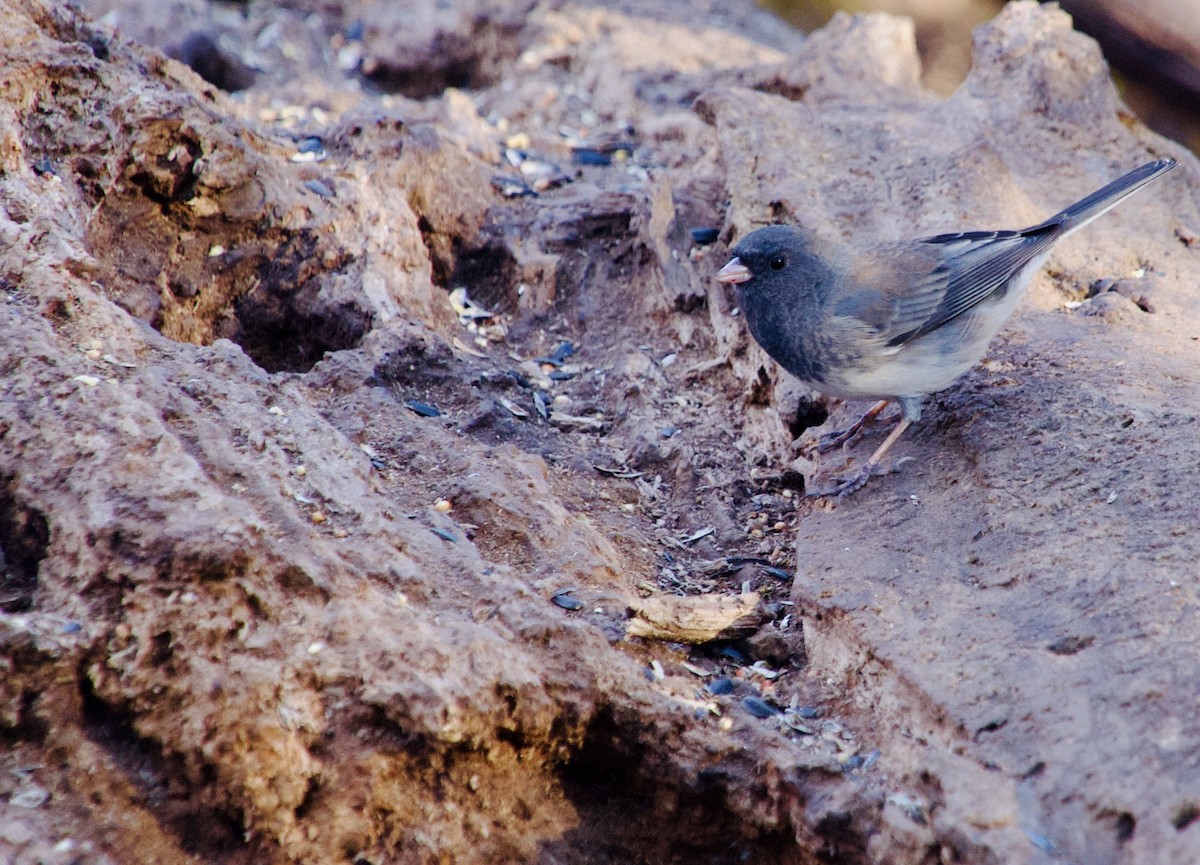 Winterammer - ML647193919