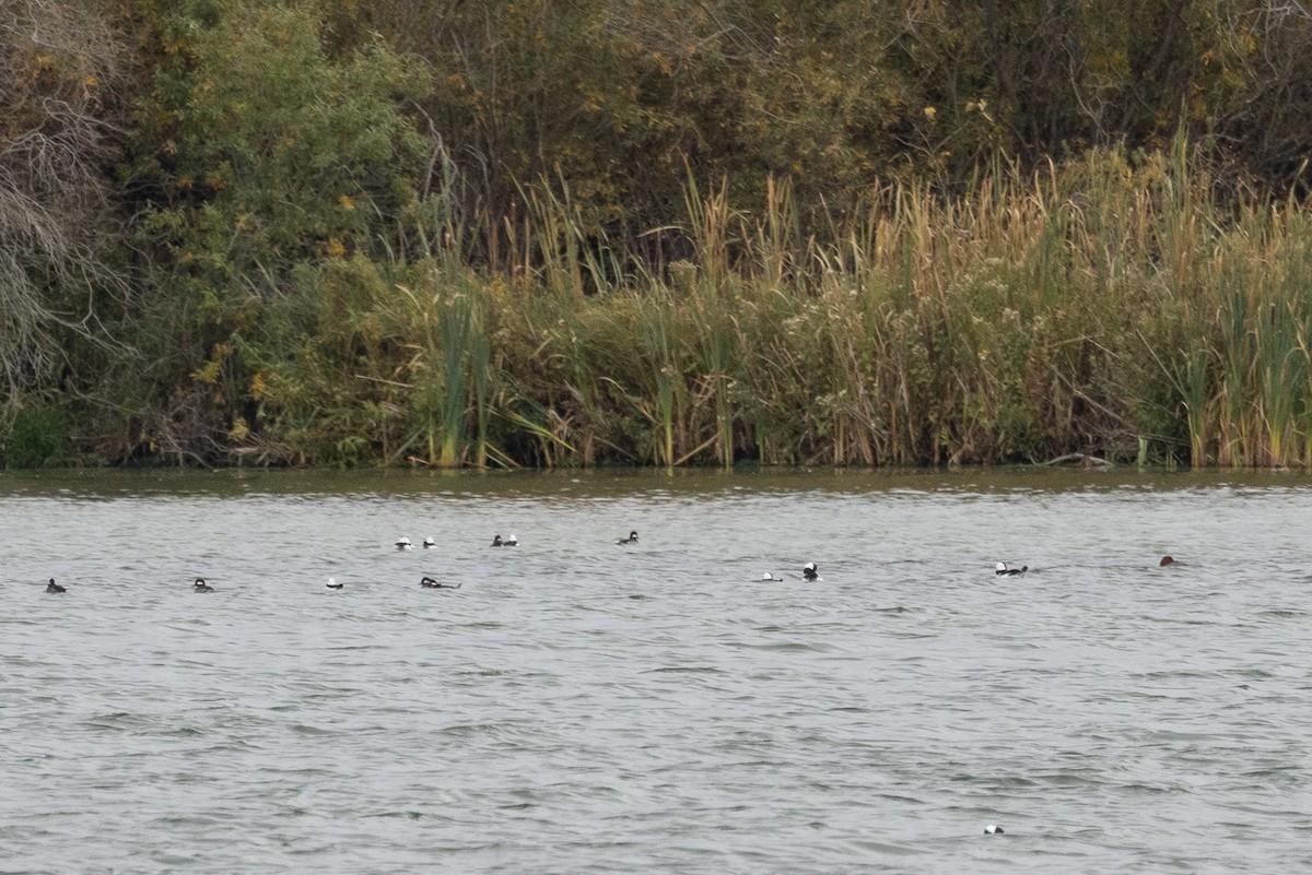 עבראש לבנוני - ML647193929