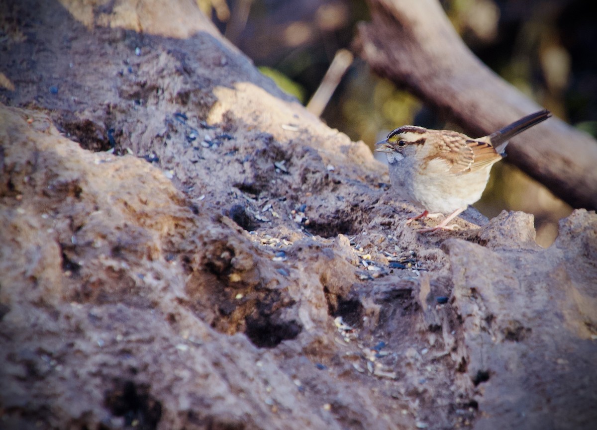 Weißkehlammer - ML647193931