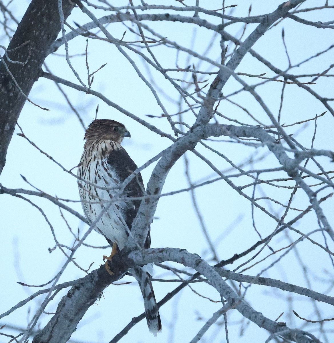 Cooper's Hawk - ML647193941