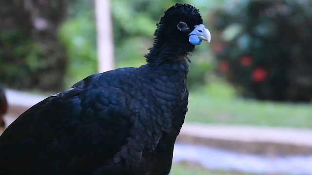 hoko modrolaločný - ML647193942