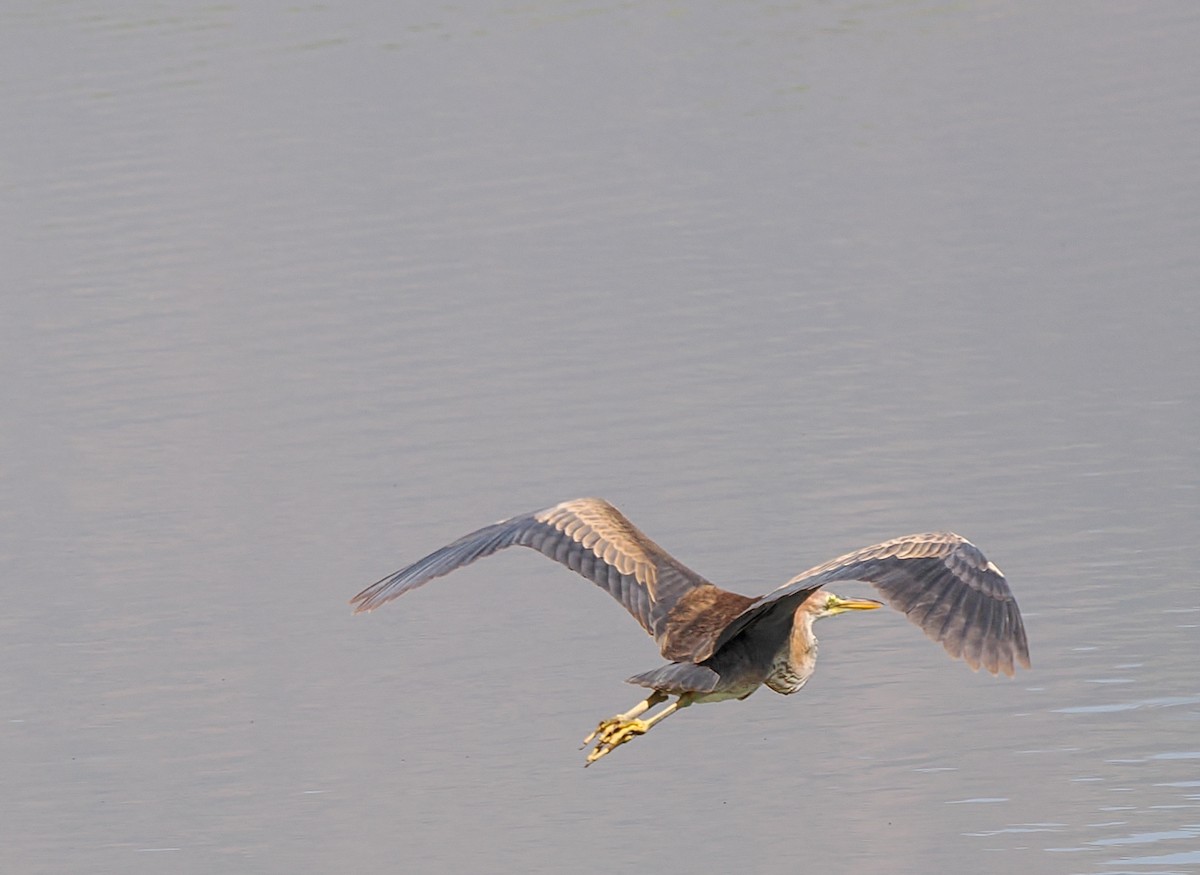 ムラサキサギ（purpurea グループ） - ML647193950