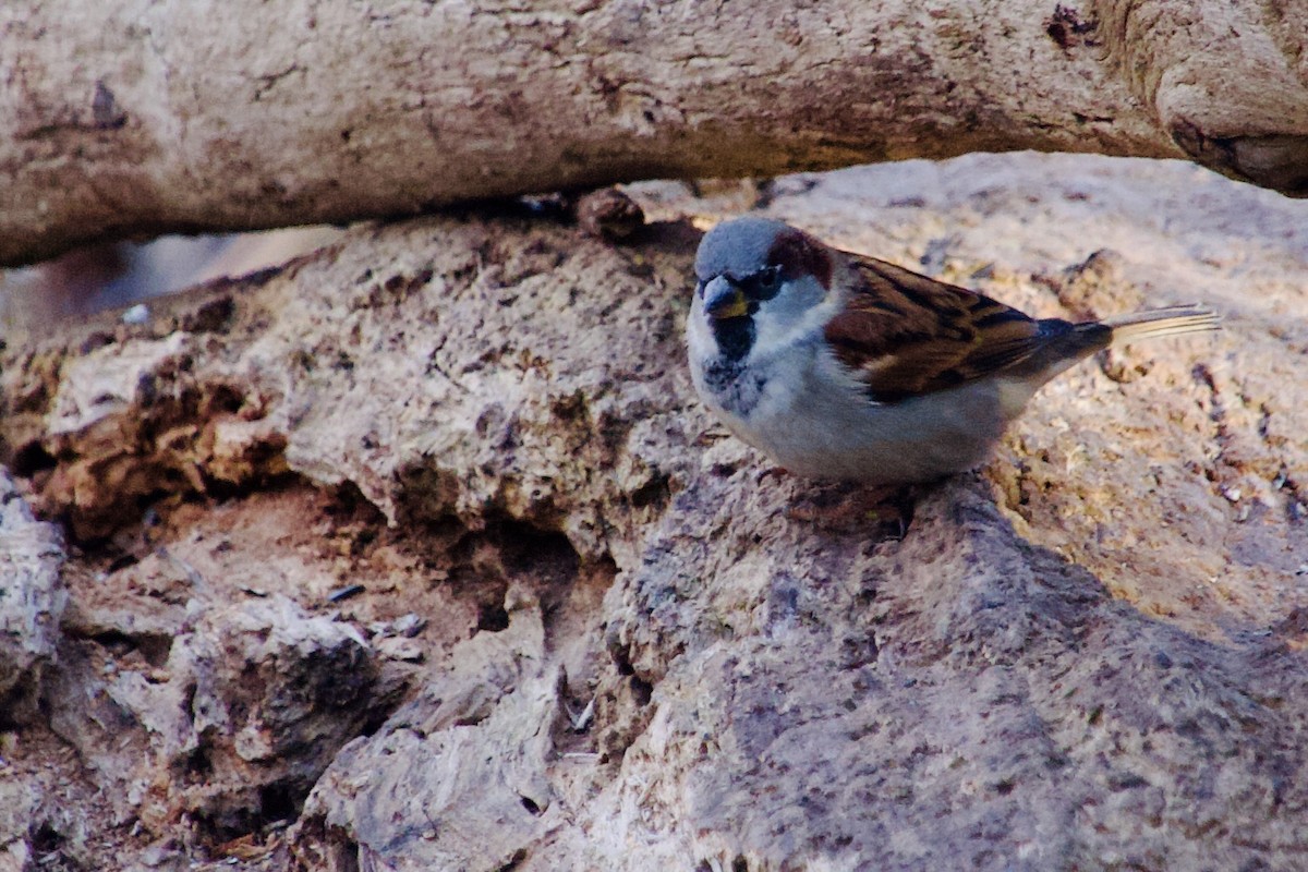 Haussperling - ML647193959