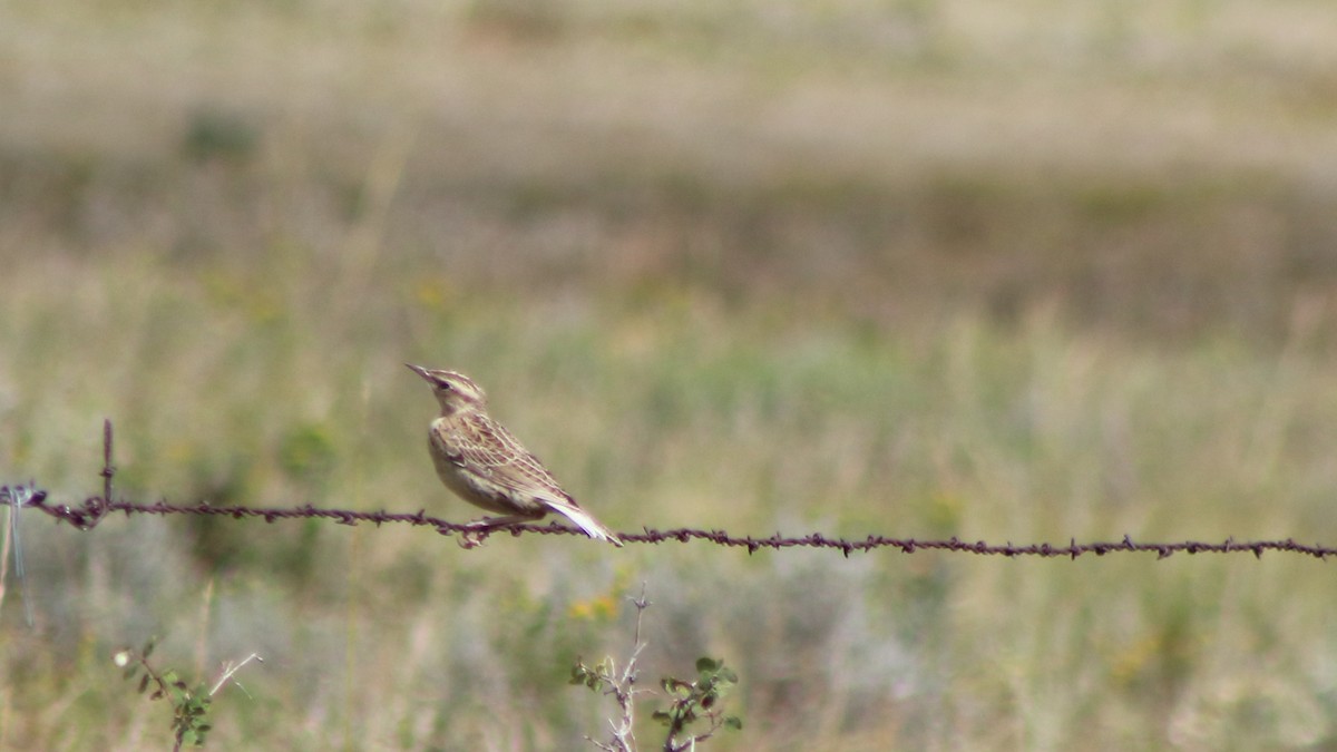 Western Meadowlark - ML647193978