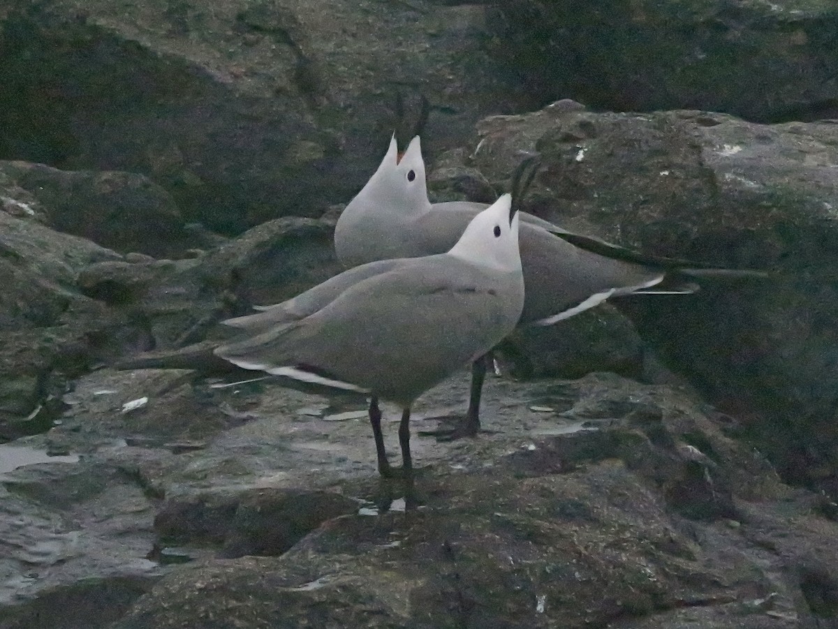 racek tmavý - ML647193980