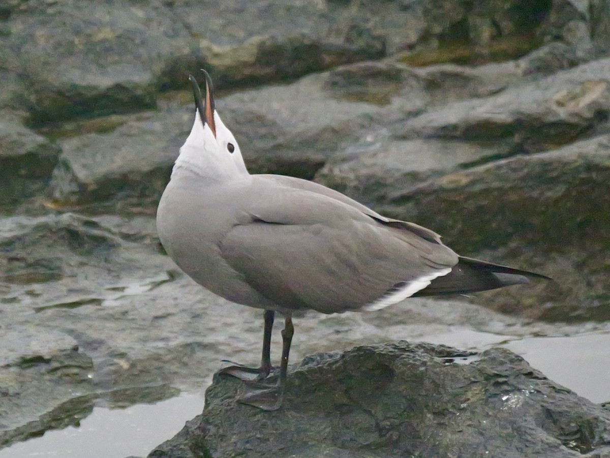 racek tmavý - ML647193981