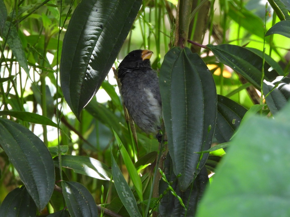 アシグロヒメウソ - ML647193983