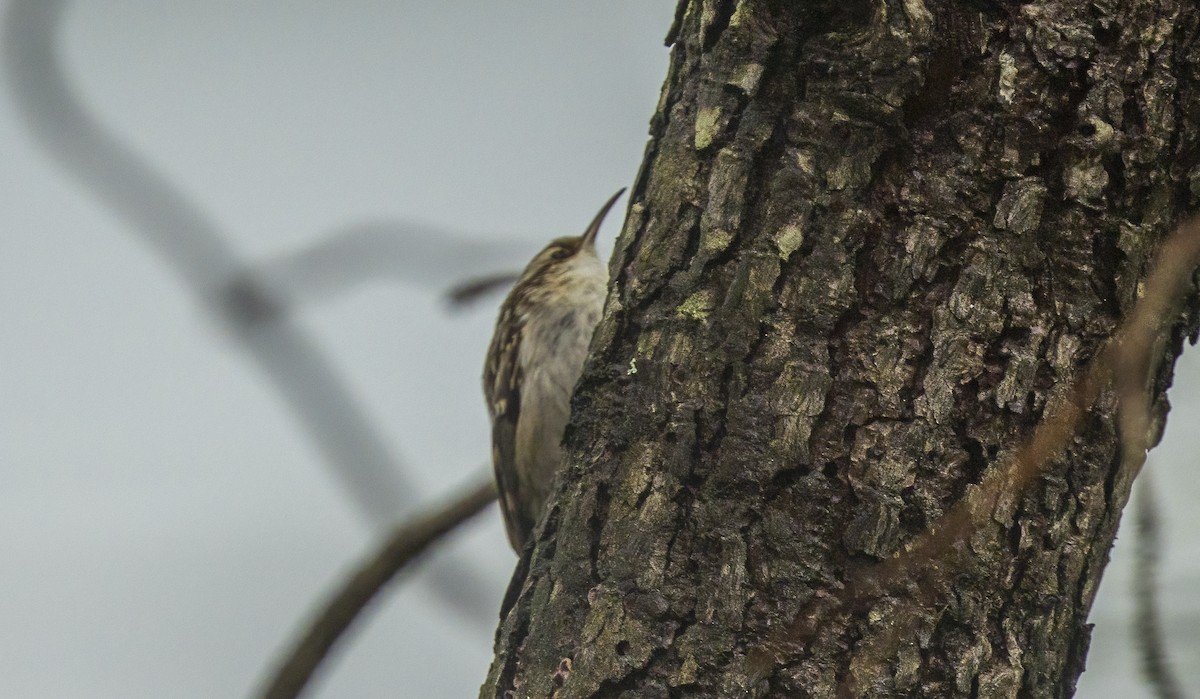 タンシキバシリ - ML647193985