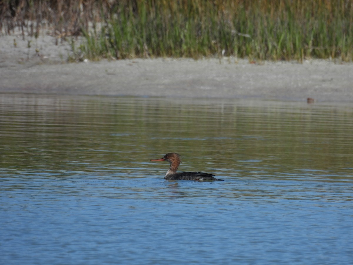 Red-breasted Merganser - ML647193988