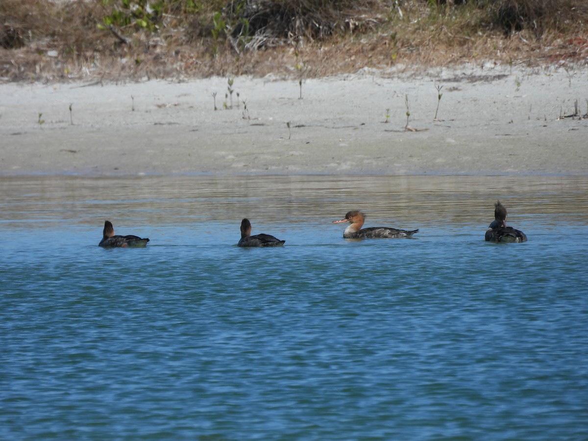 Red-breasted Merganser - ML647193989