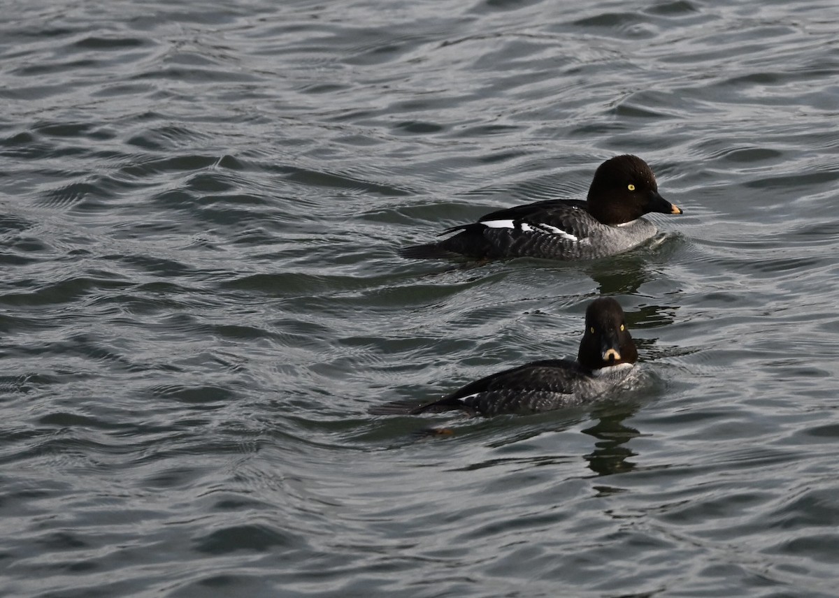Common Goldeneye - ML647194003