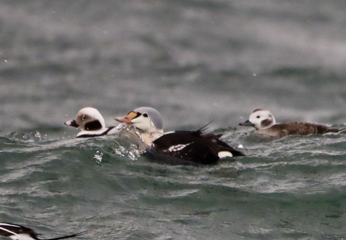 King Eider - ML647194006